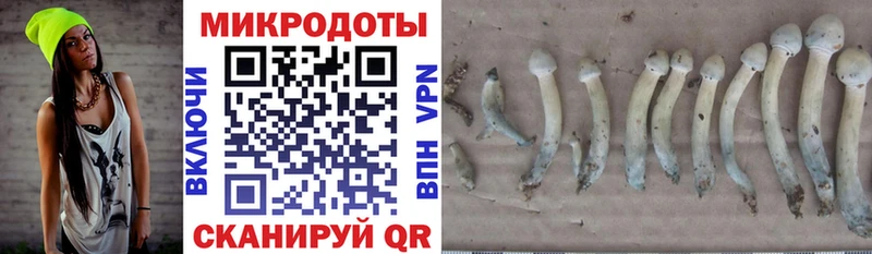 сколько стоит  Великие Луки  Псилоцибиновые грибы Psilocybe 